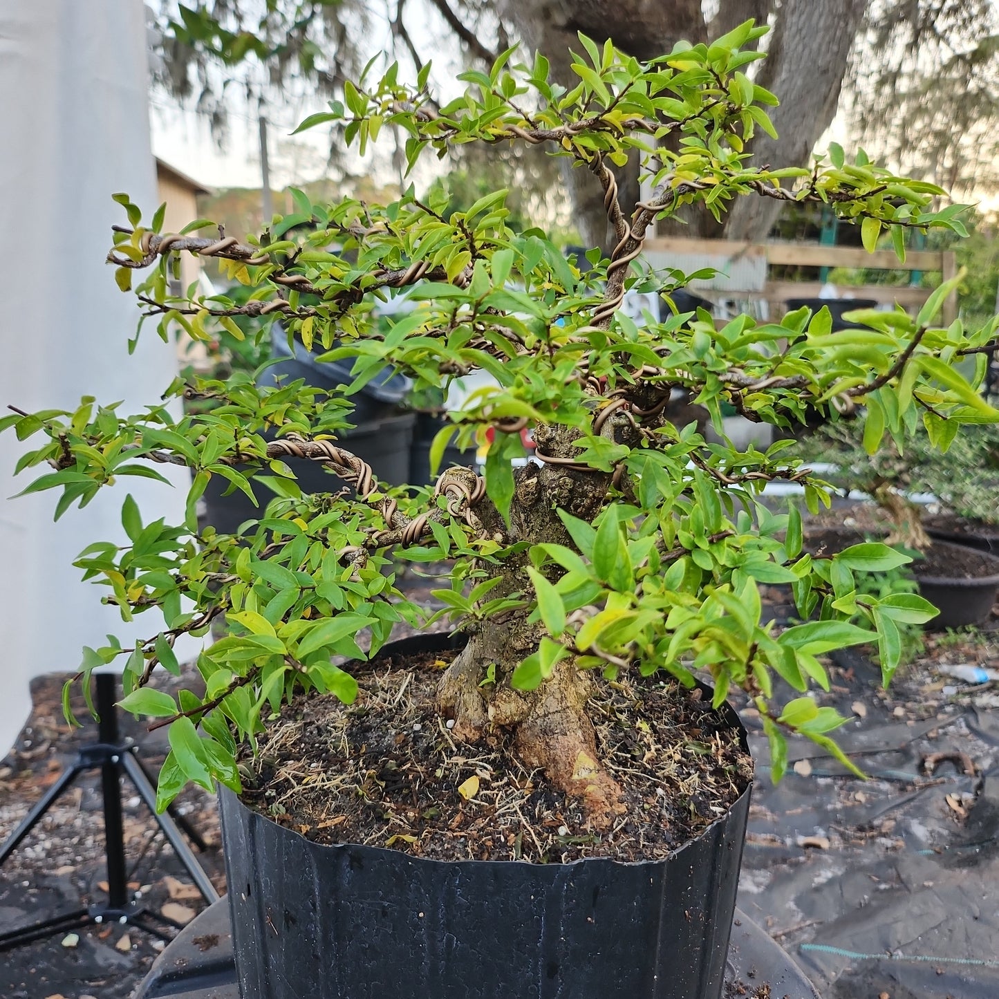 Mai chiếu thủy Bonsai #6