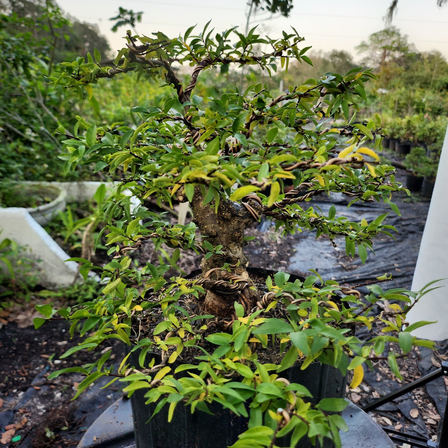 Mai chiếu thủy Bonsai #6