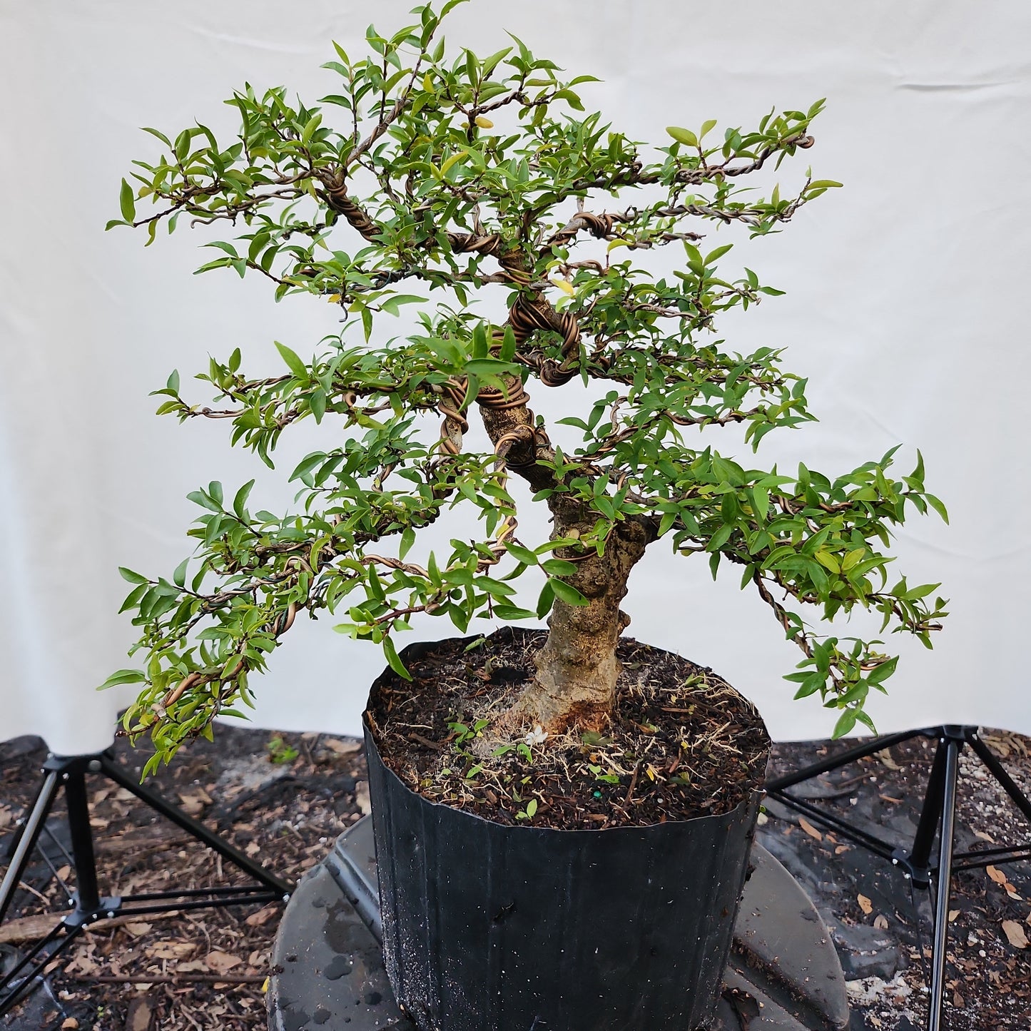 Mai chiếu thủy Bonsai #4