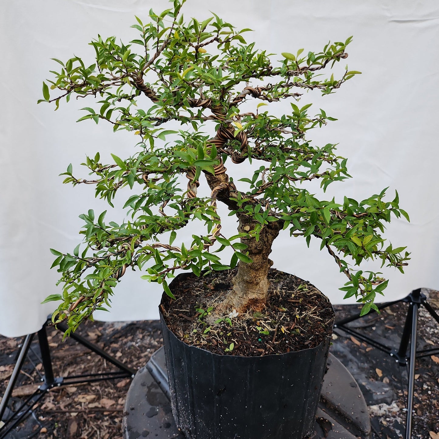 Mai chiếu thủy Bonsai #4