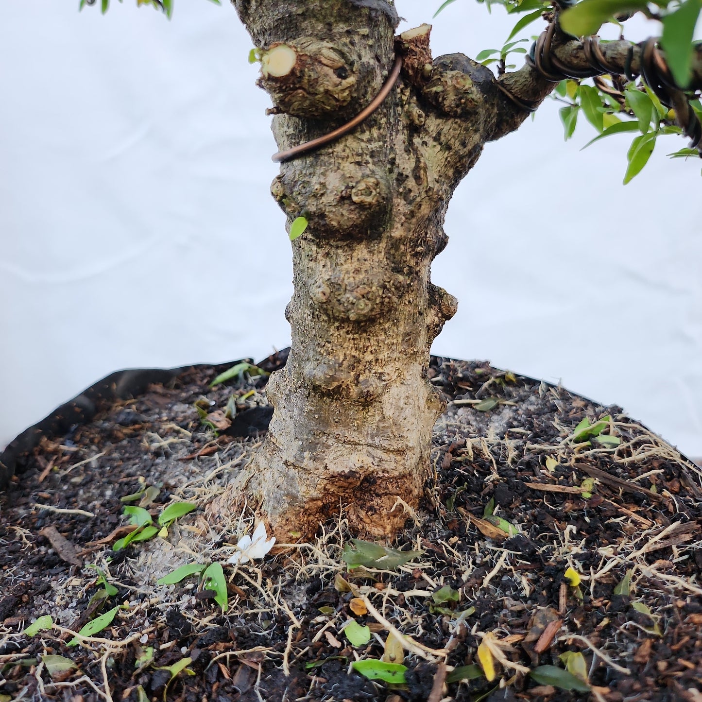 Mai chiếu thủy Bonsai #4