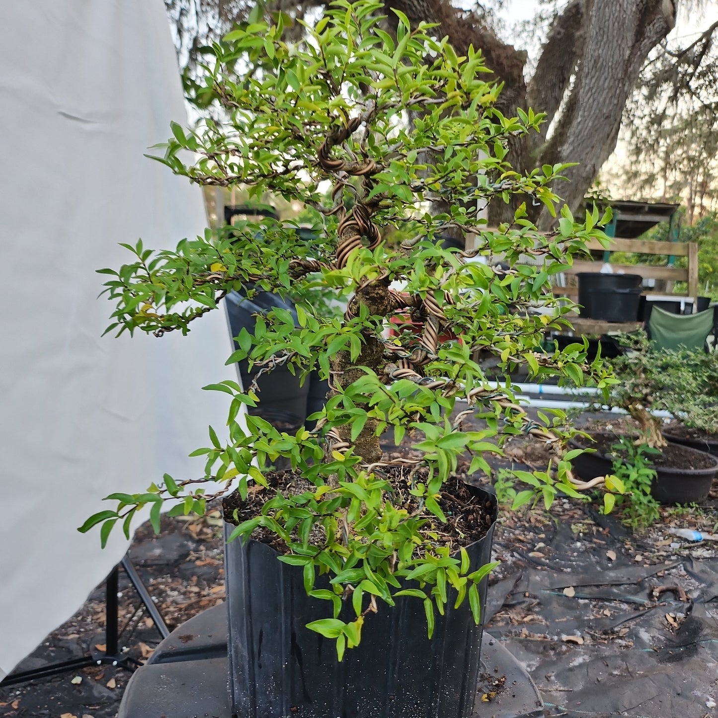 Mai chiếu thủy Bonsai #4