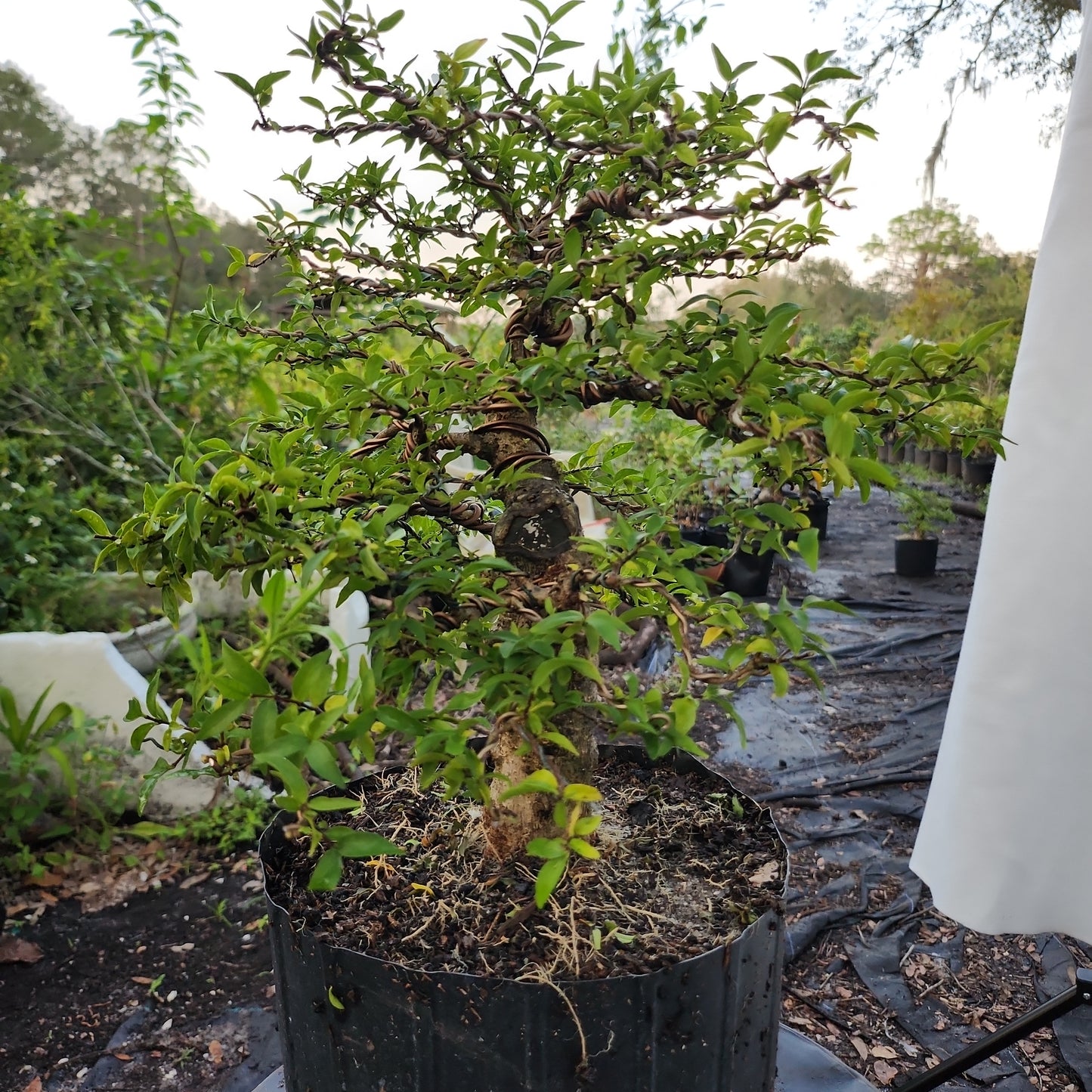 Mai chiếu thủy Bonsai #4