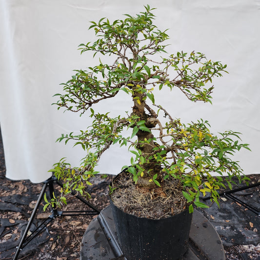 Mai chiếu thủy Bonsai #5