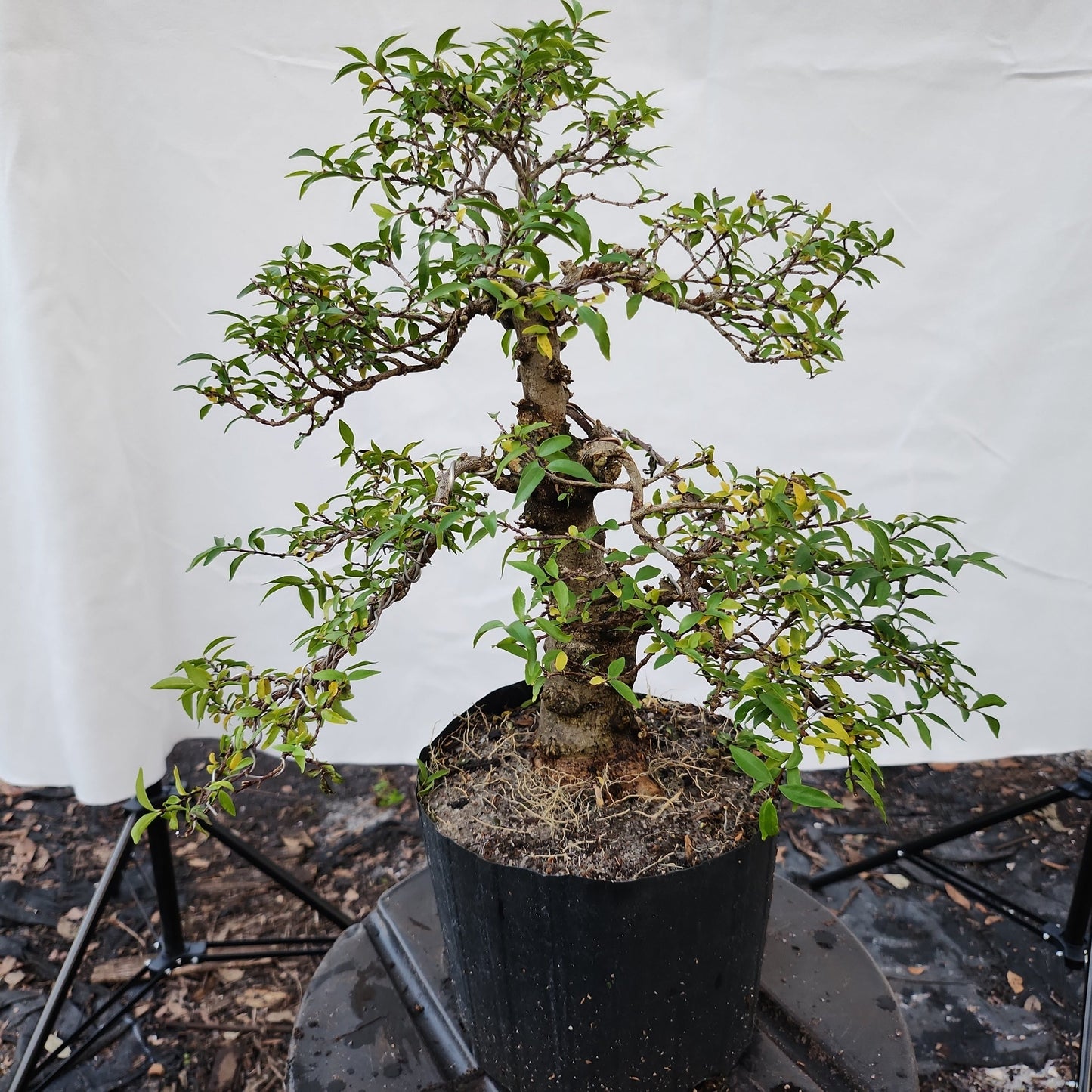 Mai chiếu thủy Bonsai #5