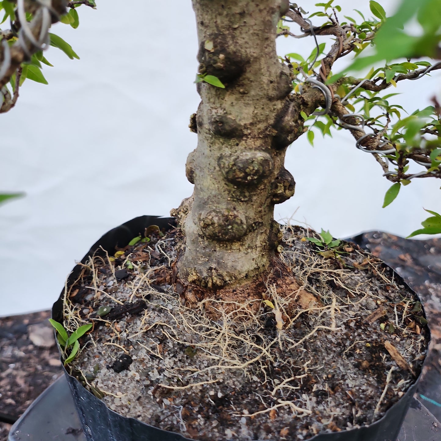 Mai chiếu thủy Bonsai #5