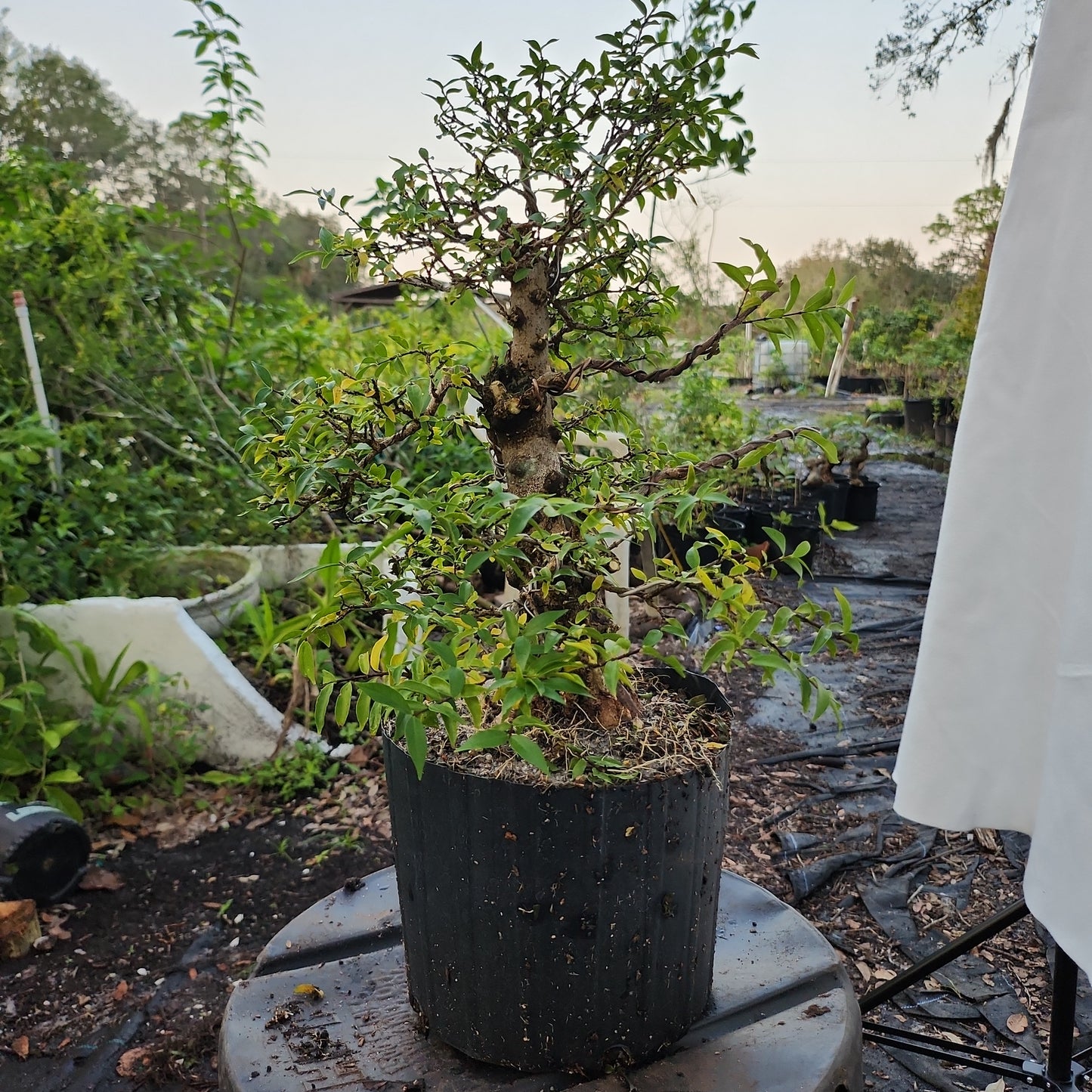 Mai chiếu thủy Bonsai #5