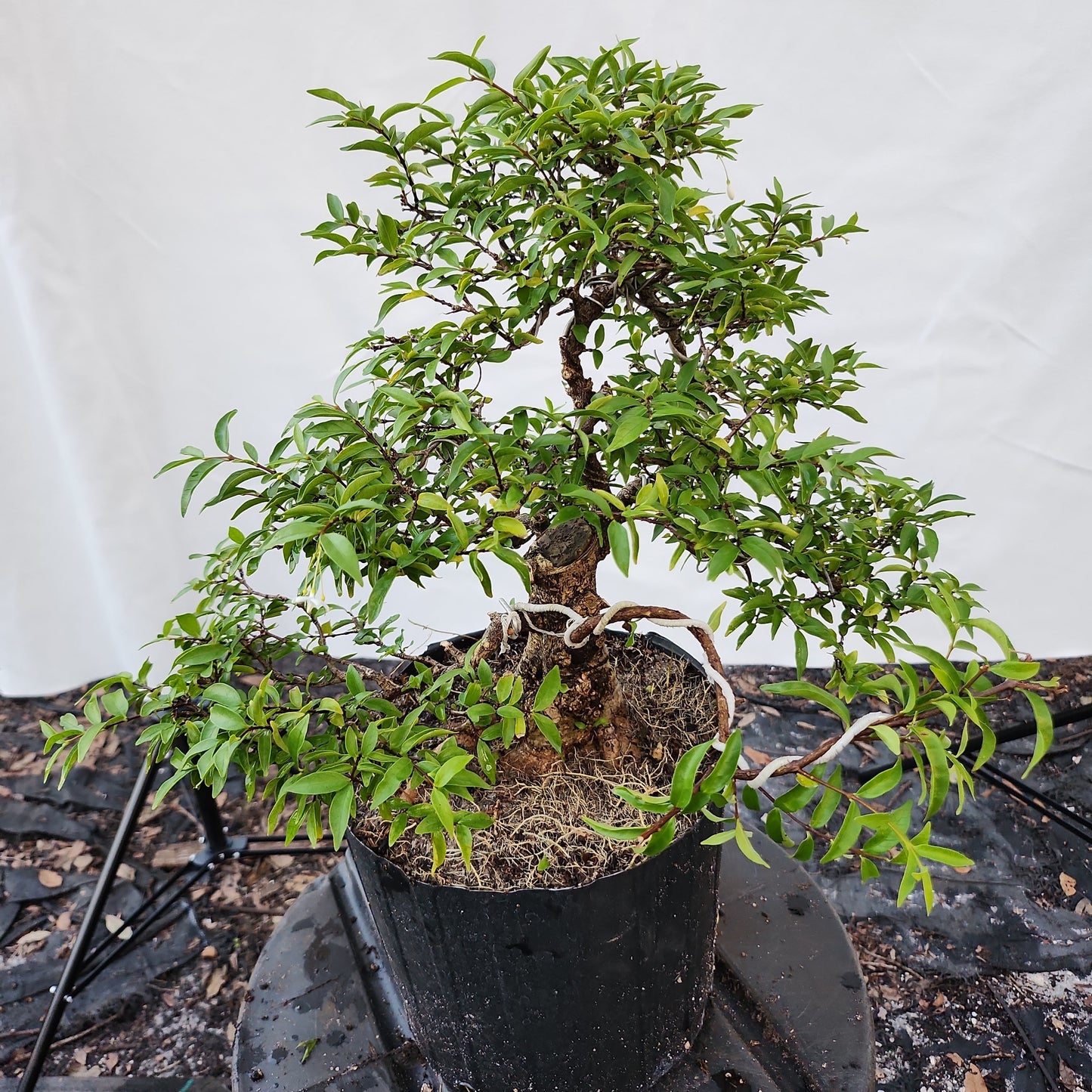 Mai chiếu thủy Bonsai #7