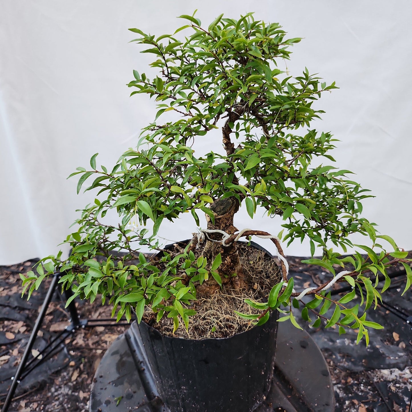 Mai chiếu thủy Bonsai #7