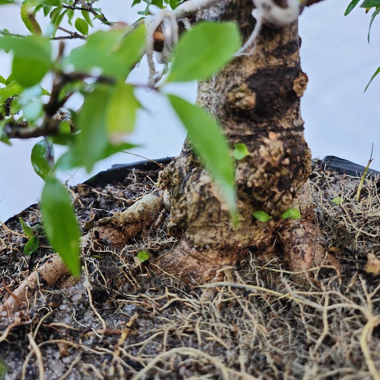 Mai chiếu thủy Bonsai #7