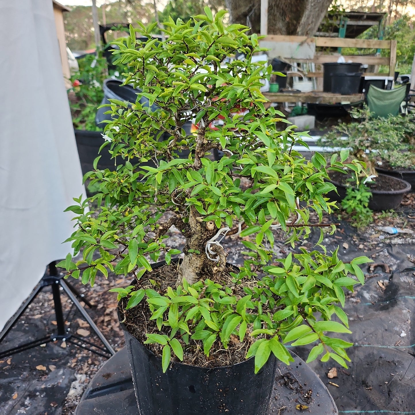 Mai chiếu thủy Bonsai #7