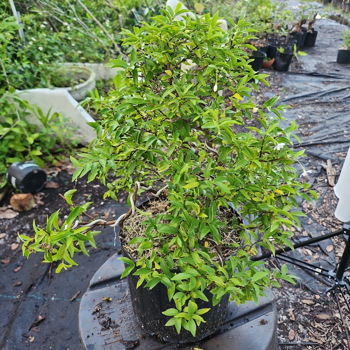 Mai chiếu thủy Bonsai #7