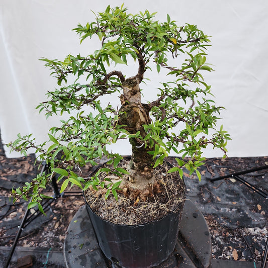 Mai chiếu thủy Bonsai #8