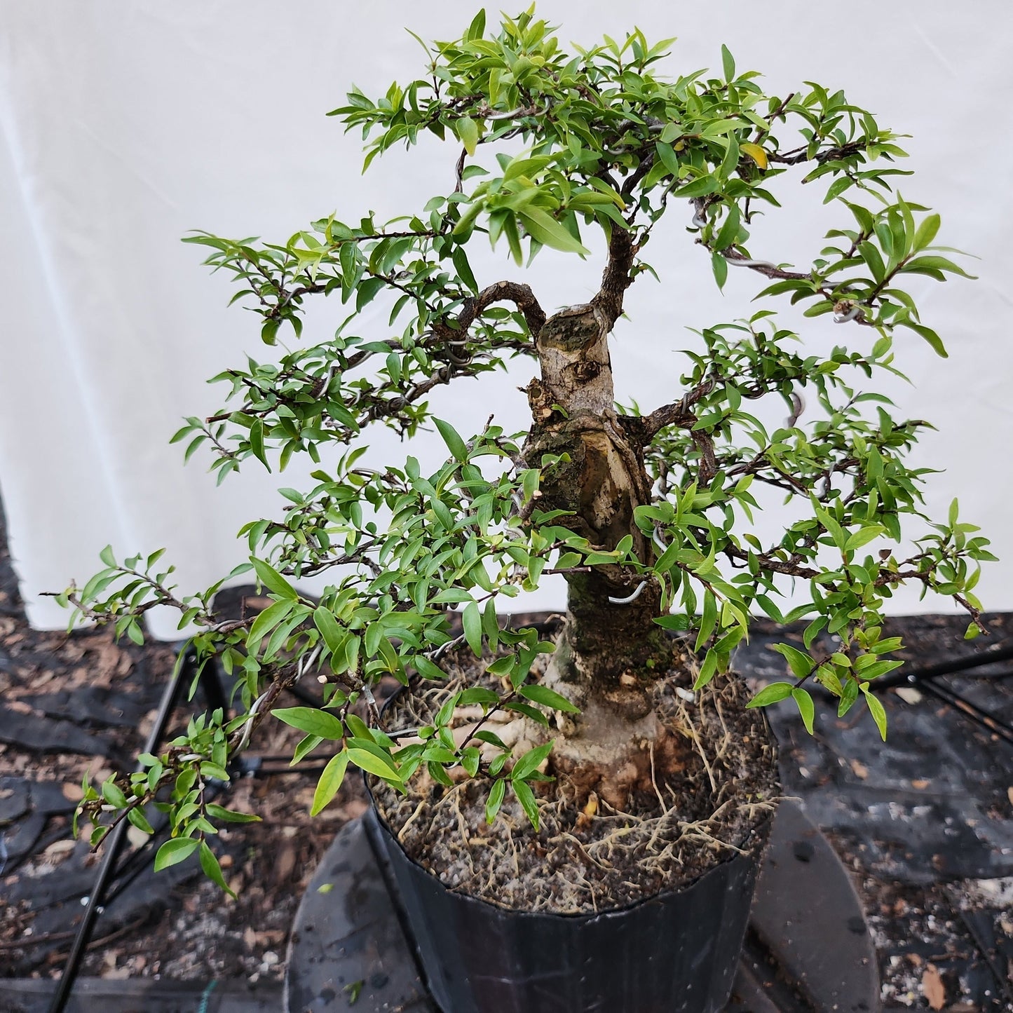 Mai chiếu thủy Bonsai #8