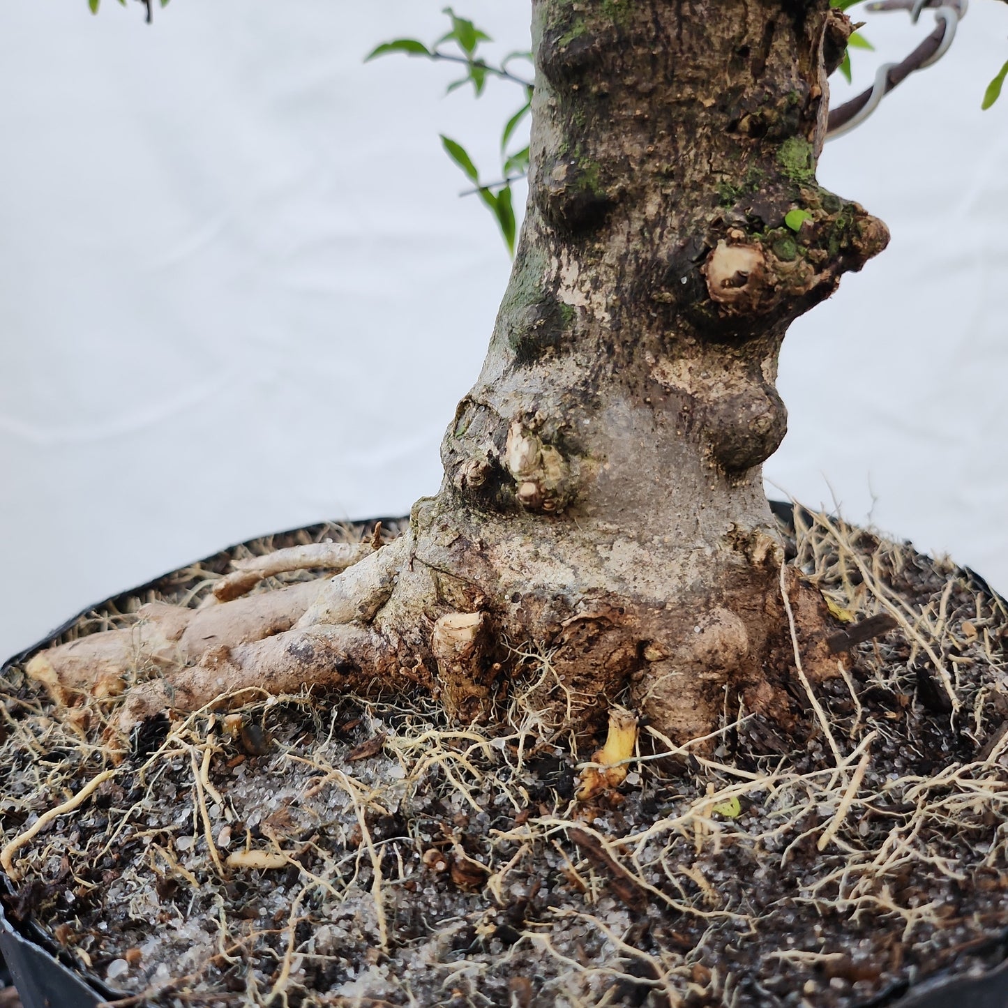 Mai chiếu thủy Bonsai #8