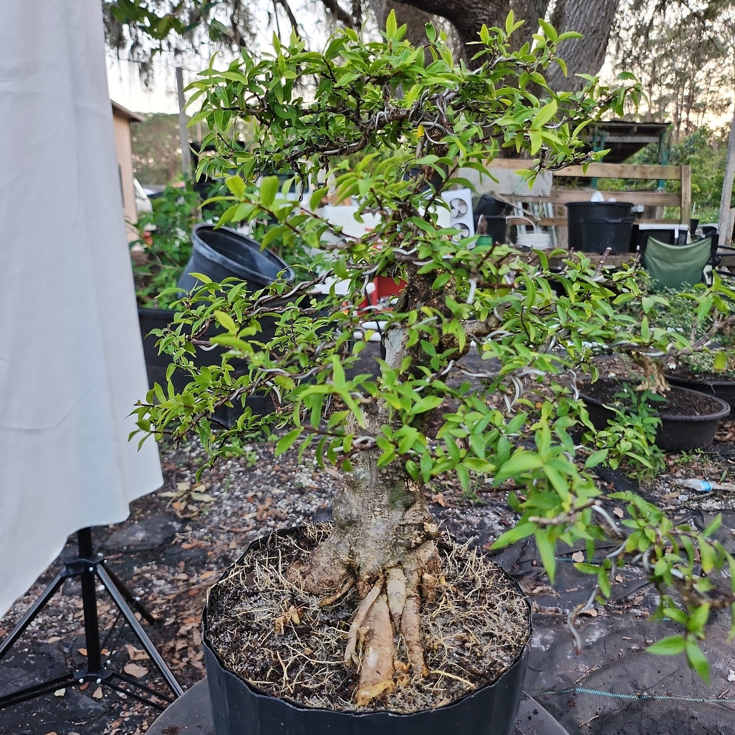 Mai chiếu thủy Bonsai #8