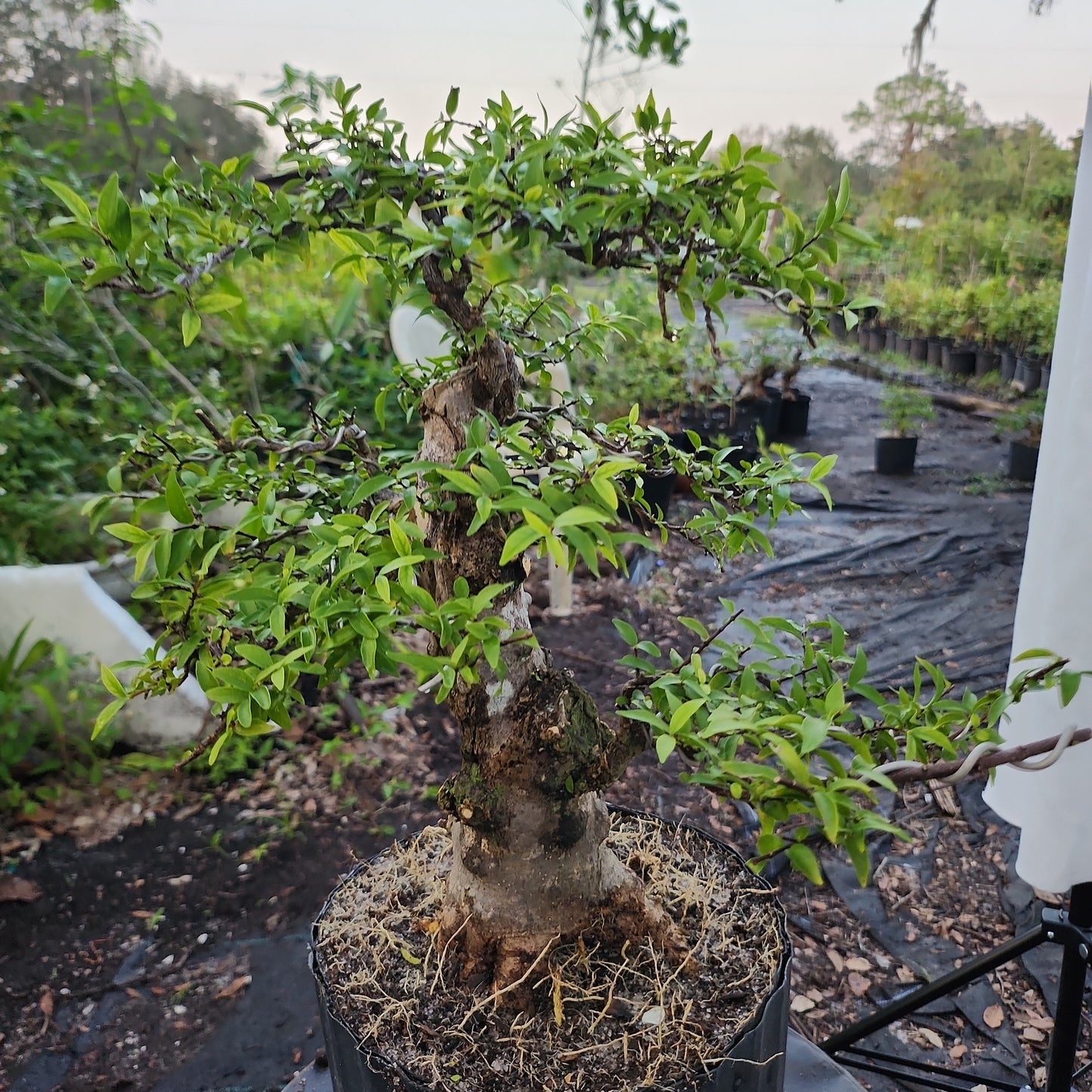 Mai chiếu thủy Bonsai #8