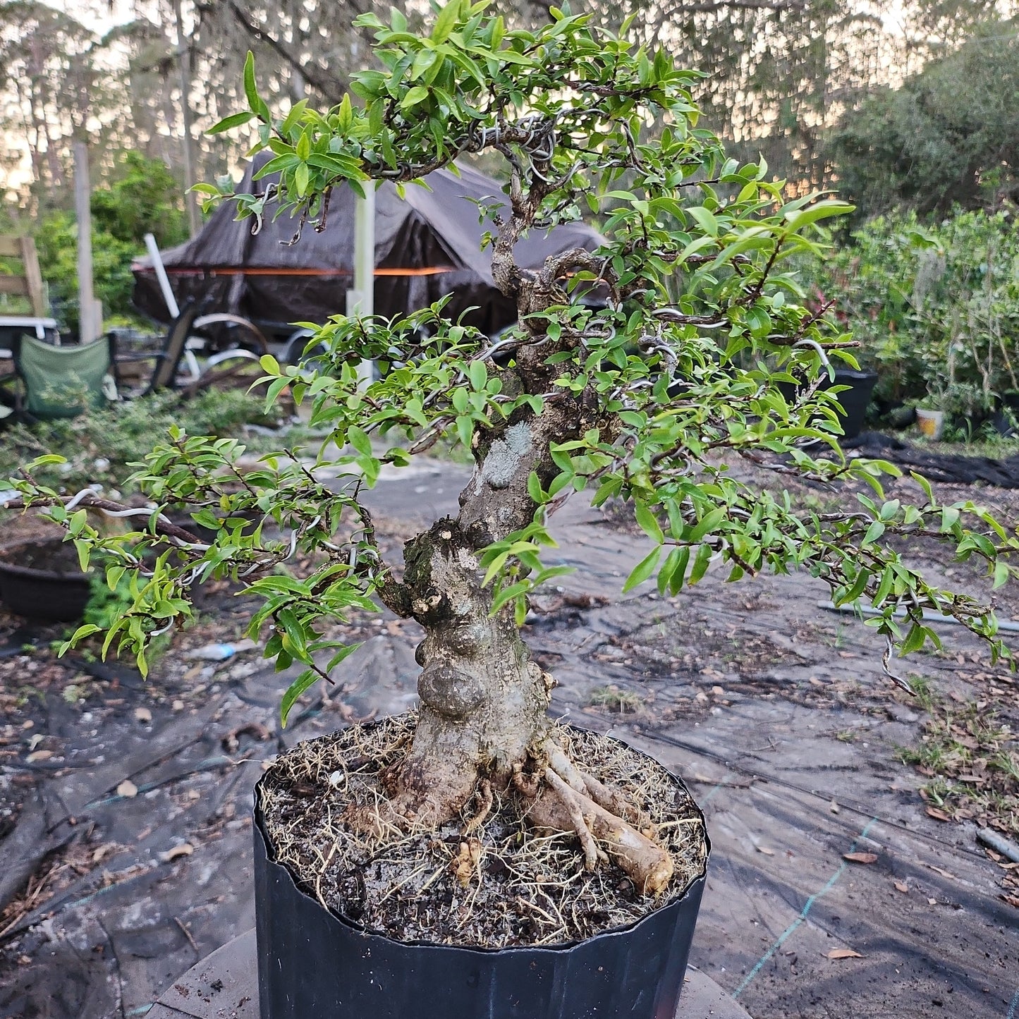 Mai chiếu thủy Bonsai #8