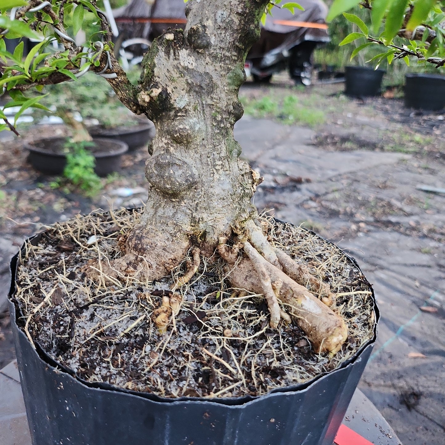 Mai chiếu thủy Bonsai #8