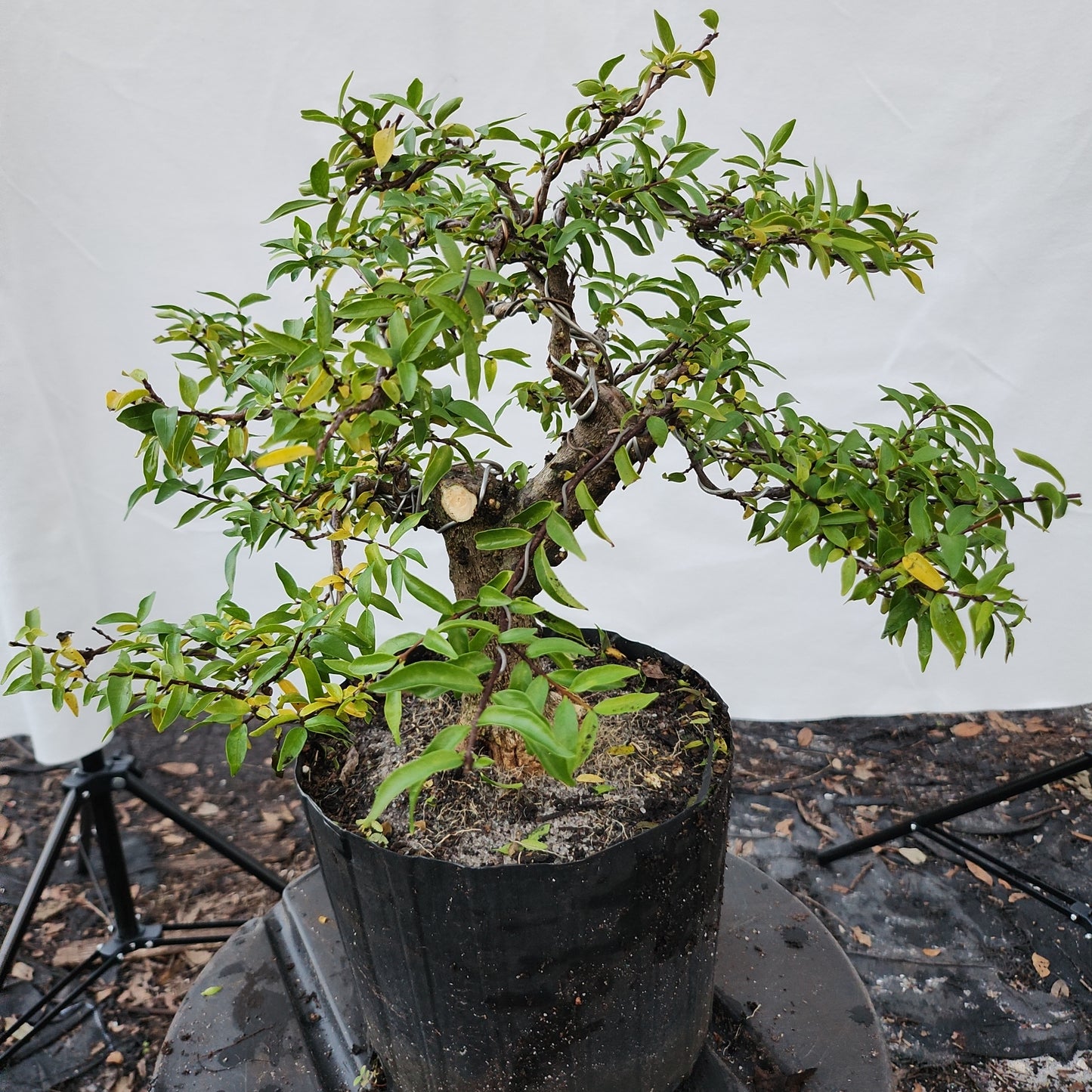 Mai chiếu thủy Bonsai #9