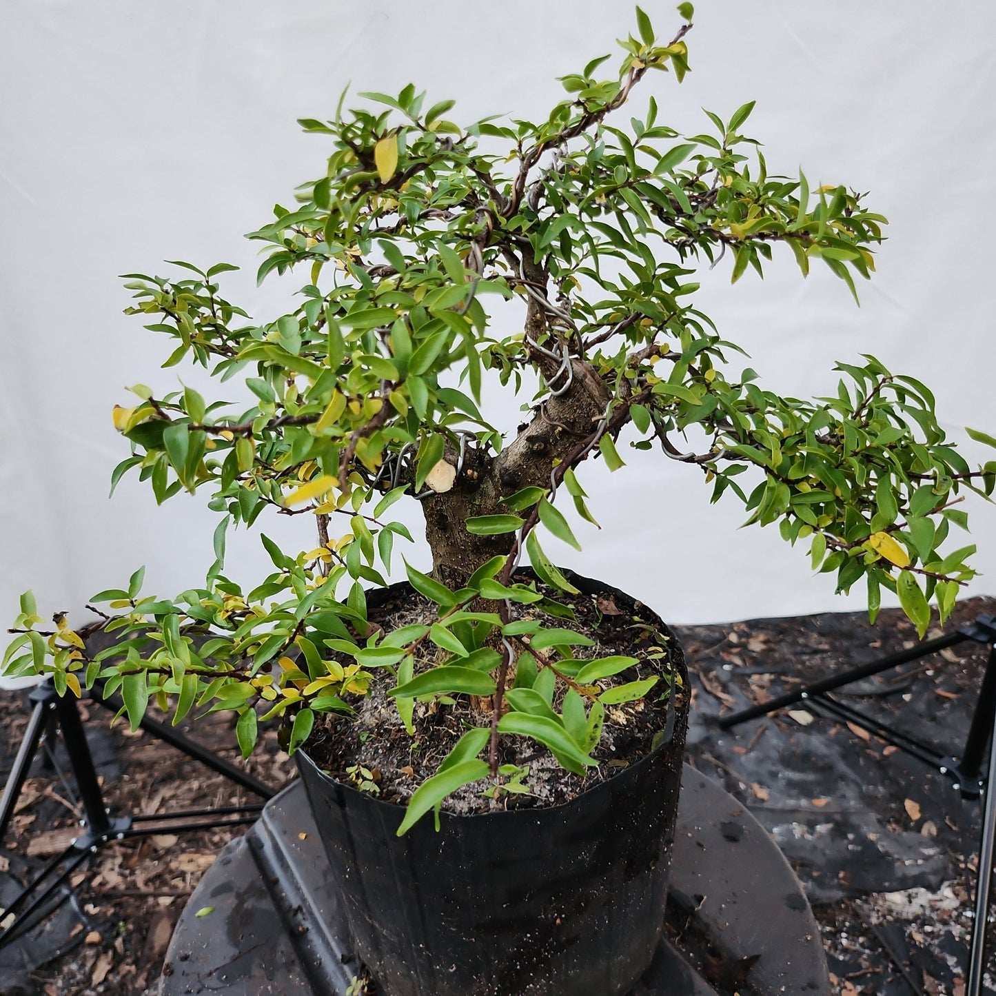 Mai chiếu thủy Bonsai #9