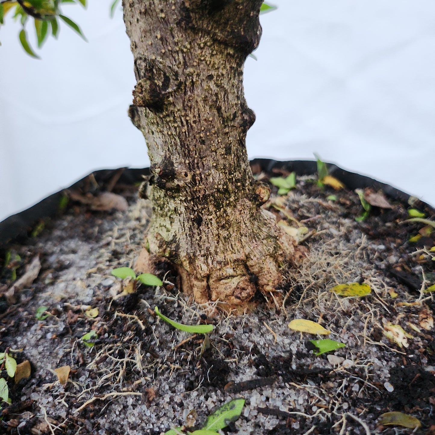 Mai chiếu thủy Bonsai #9