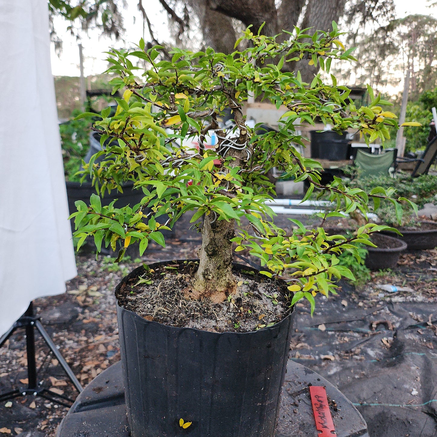 Mai chiếu thủy Bonsai #9