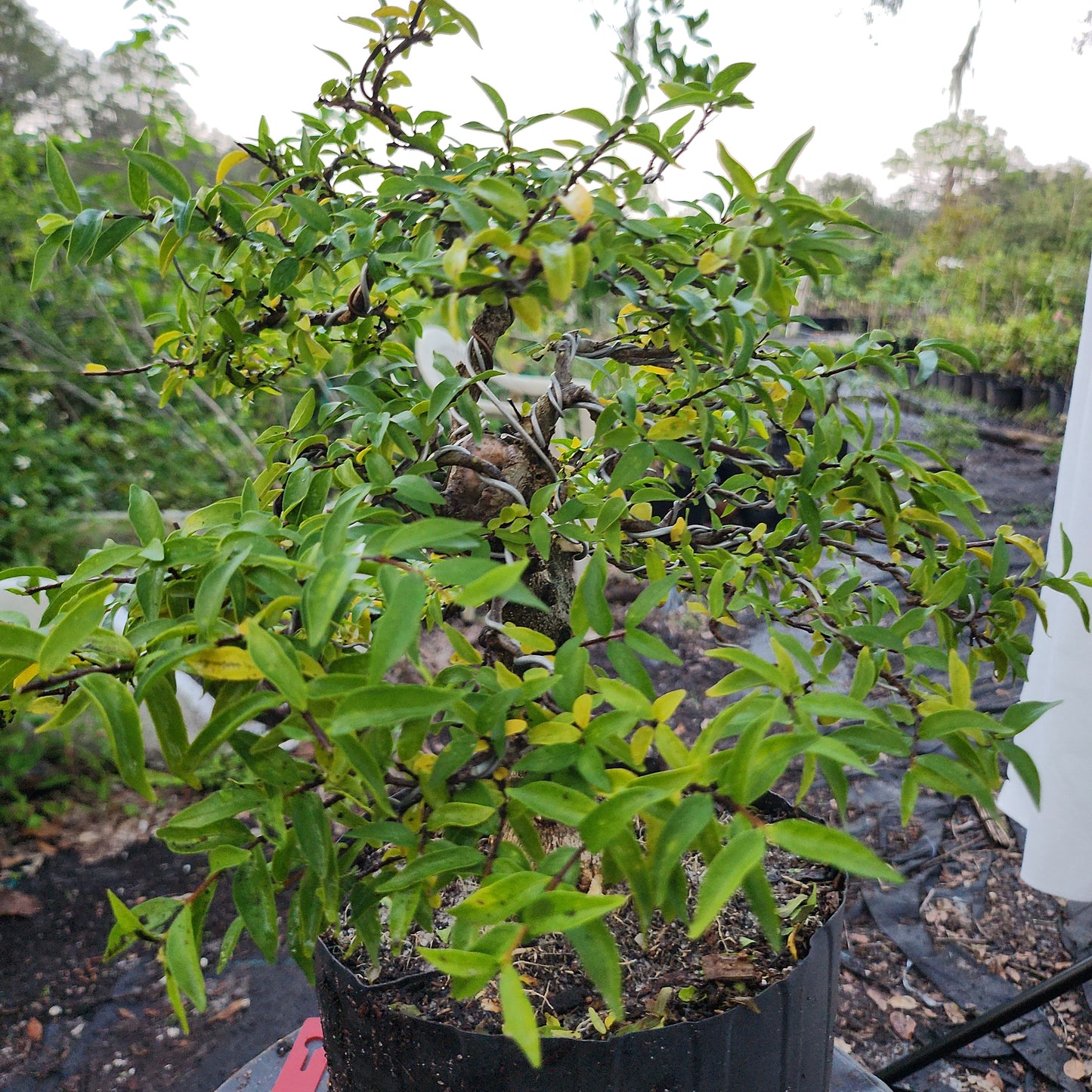 Mai chiếu thủy Bonsai #9