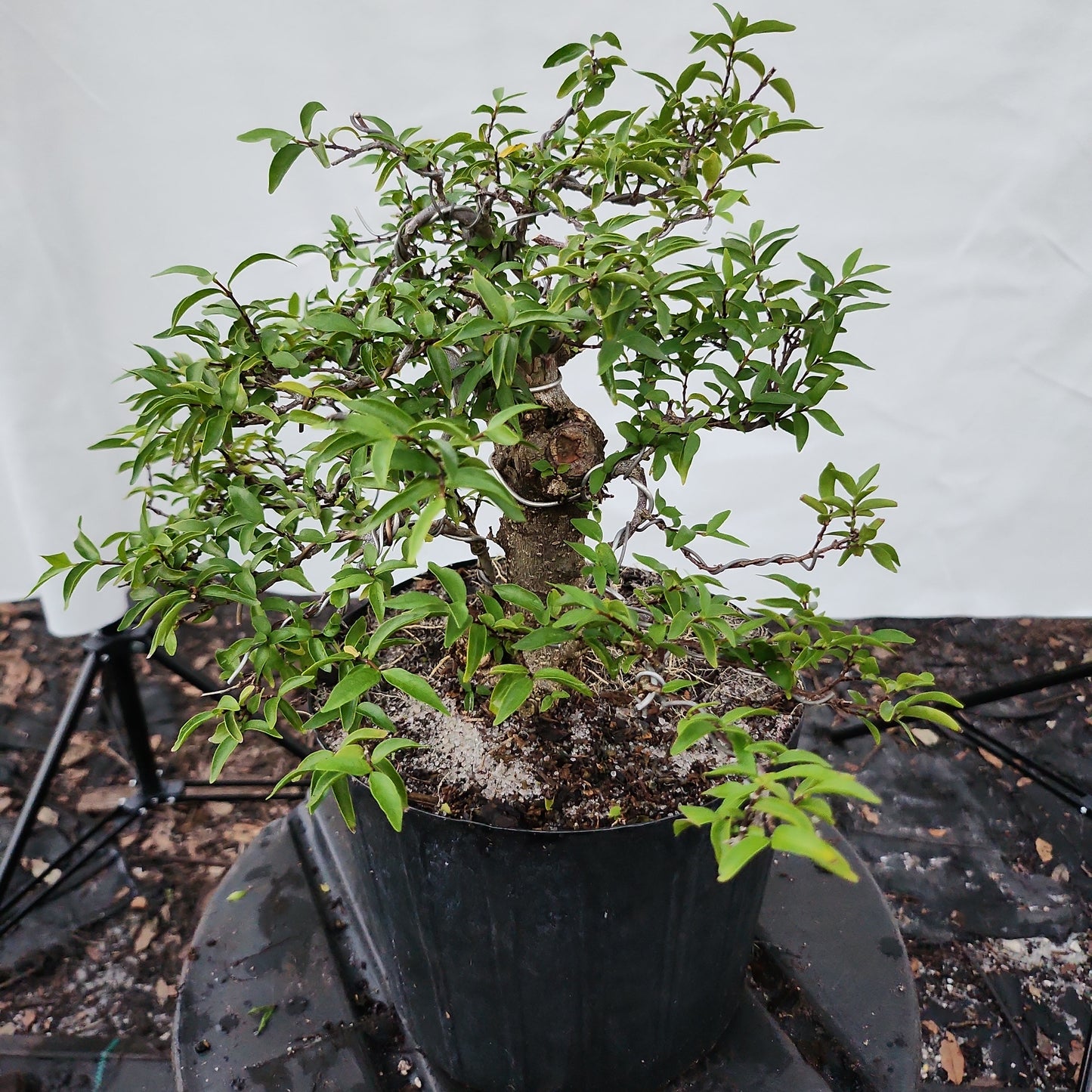 Mai chiếu thủy Bonsai #11