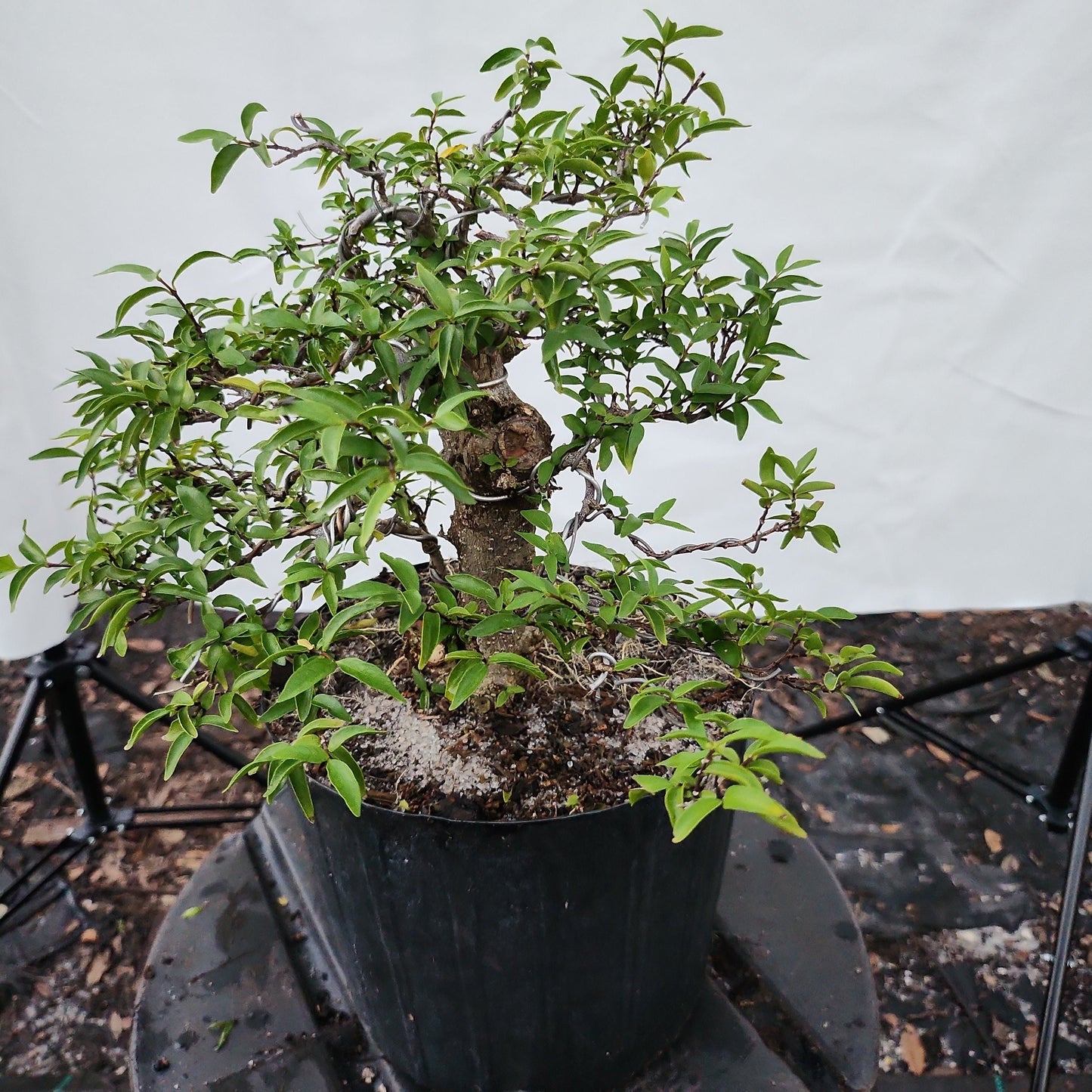 Mai chiếu thủy Bonsai #11