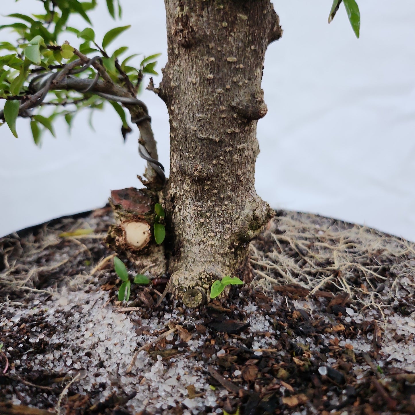 Mai chiếu thủy Bonsai #11