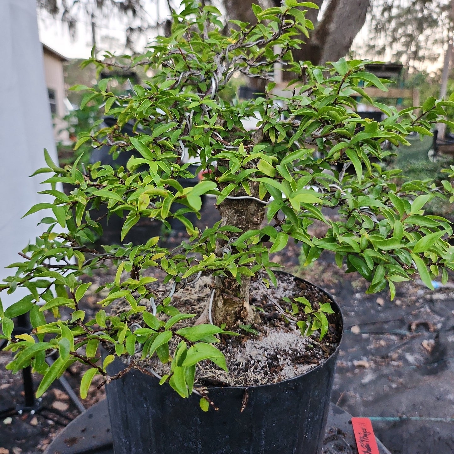 Mai chiếu thủy Bonsai #11