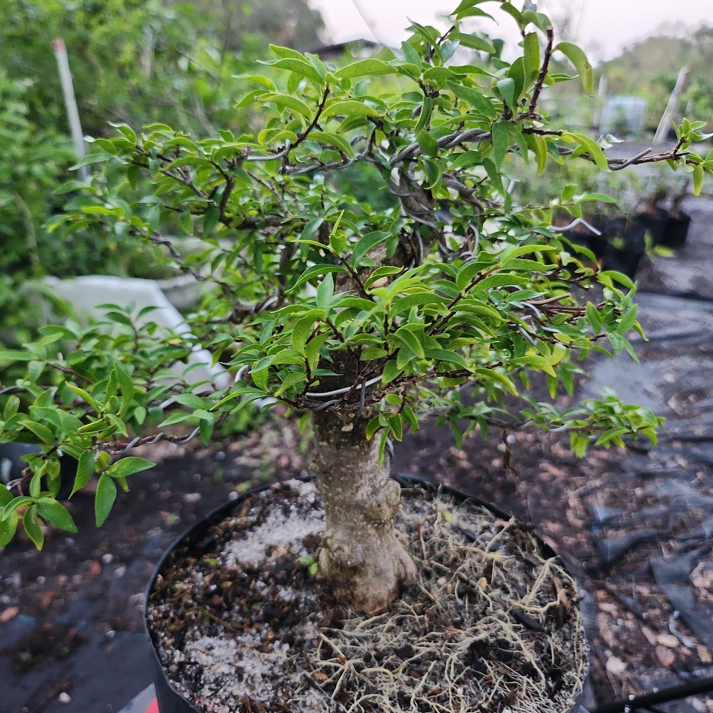 Mai chiếu thủy Bonsai #11