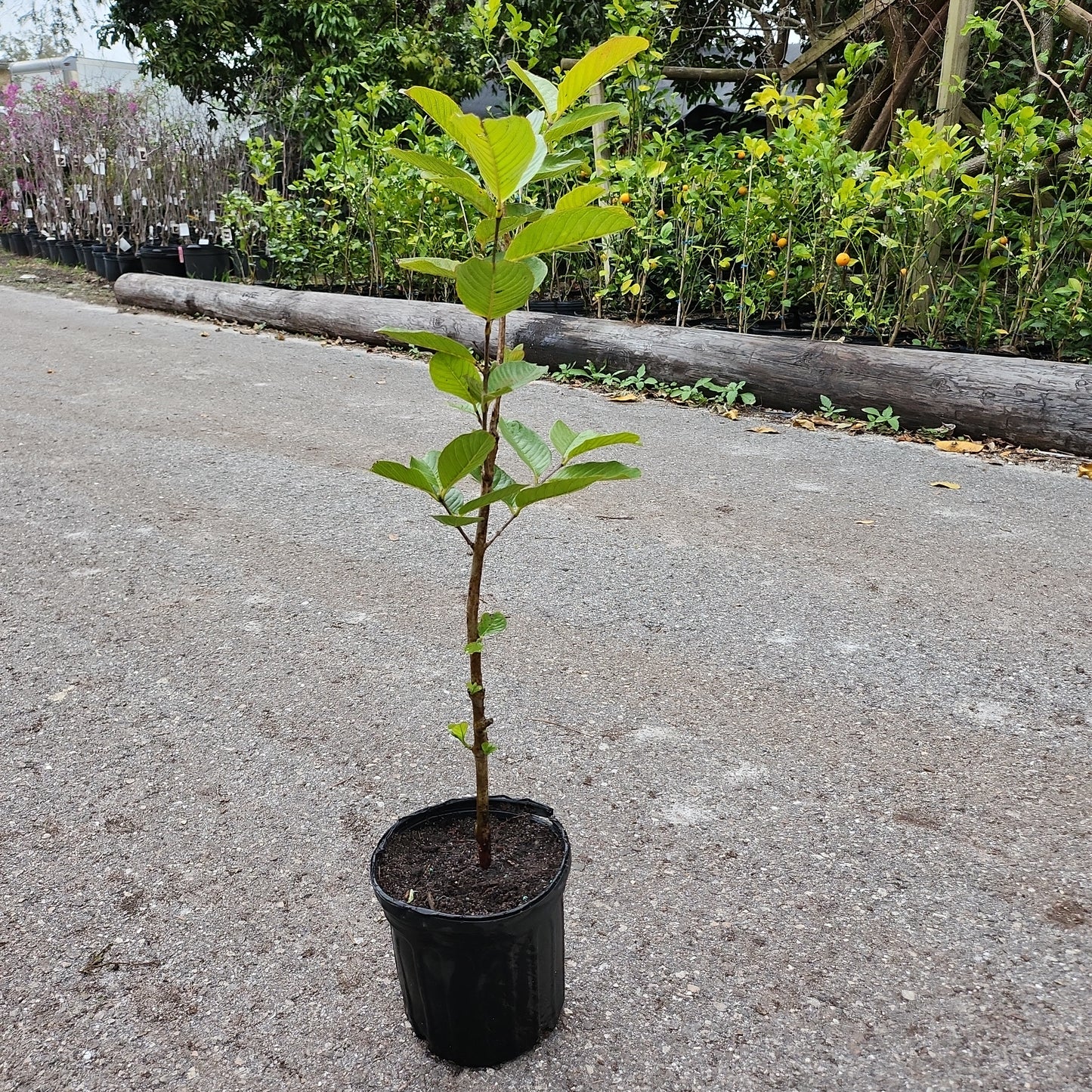 Ổi Thái không hạt ruột trắng trái dài (Thai Guava No Seeds, white inside) - $30 shipping