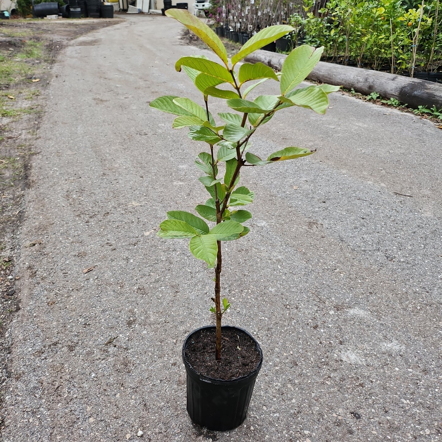 Ổi Thái không hạt ruột trắng trái dài (Thai Guava No Seeds, white inside) - $30 shipping