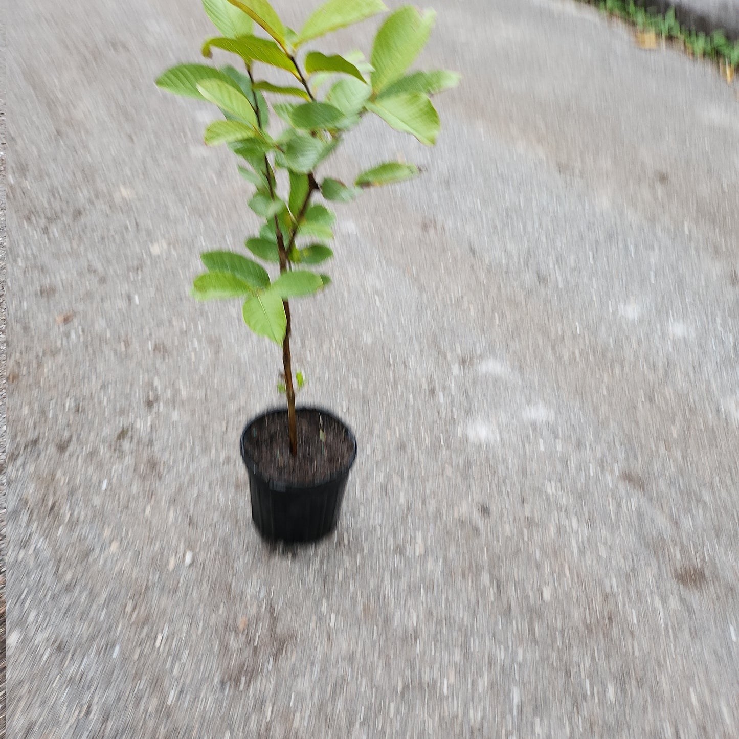 Ổi Thái không hạt ruột trắng trái dài (Thai Guava No Seeds, white inside) - $30 shipping