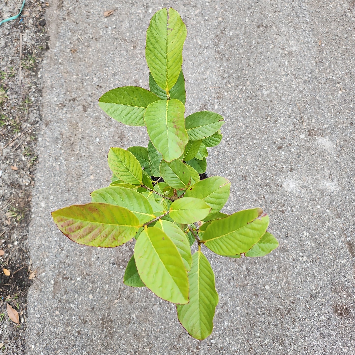 Ổi Thái không hạt ruột trắng trái dài (Thai Guava No Seeds, white inside) - $30 shipping