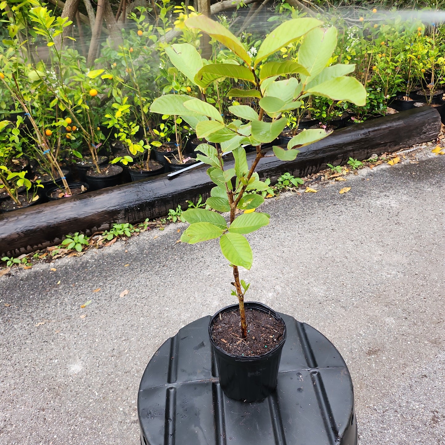 Ổi Thái không hạt ruột trắng trái dài (Thai Guava No Seeds, white inside) - $30 shipping