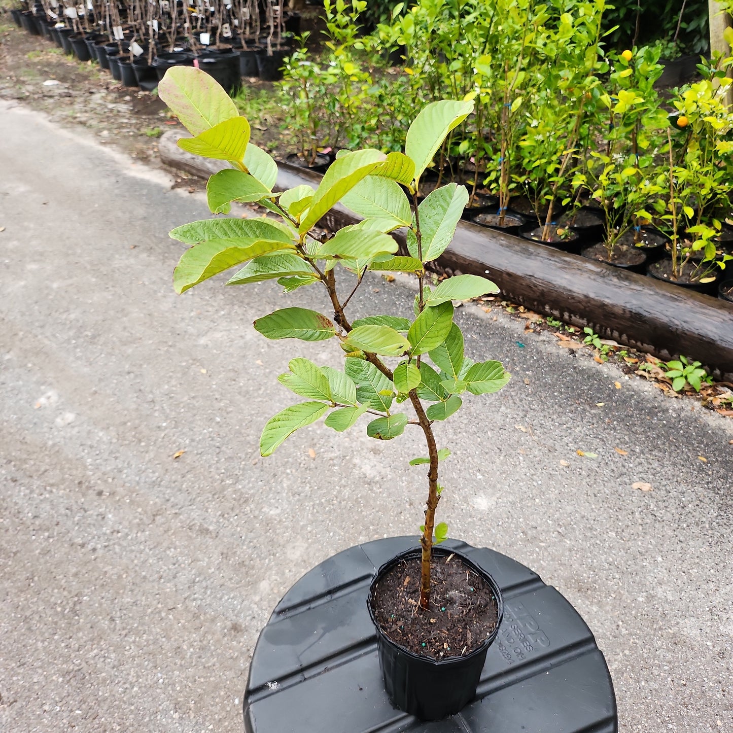 Ổi Thái không hạt ruột trắng trái dài (Thai Guava No Seeds, white inside) - $30 shipping