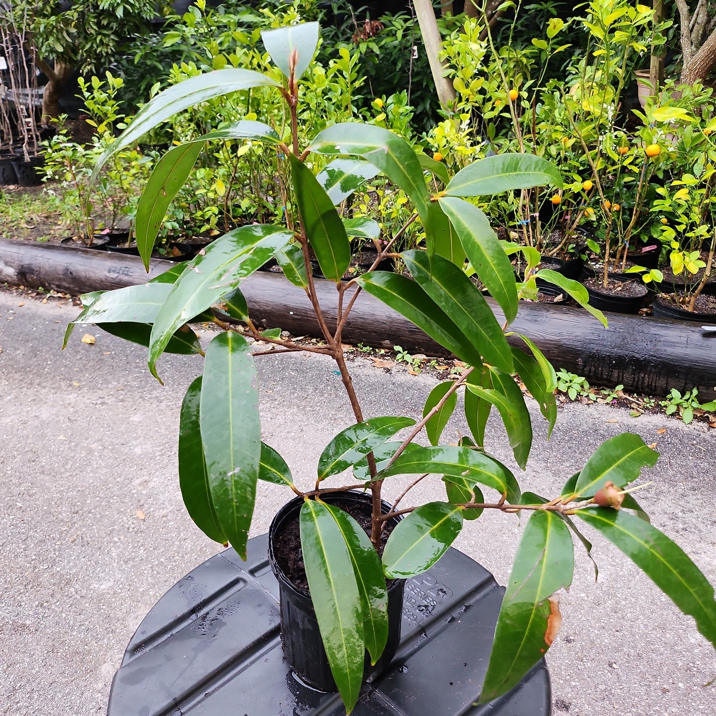 Cây Lý (Syzygium jambos) - $30 shipping