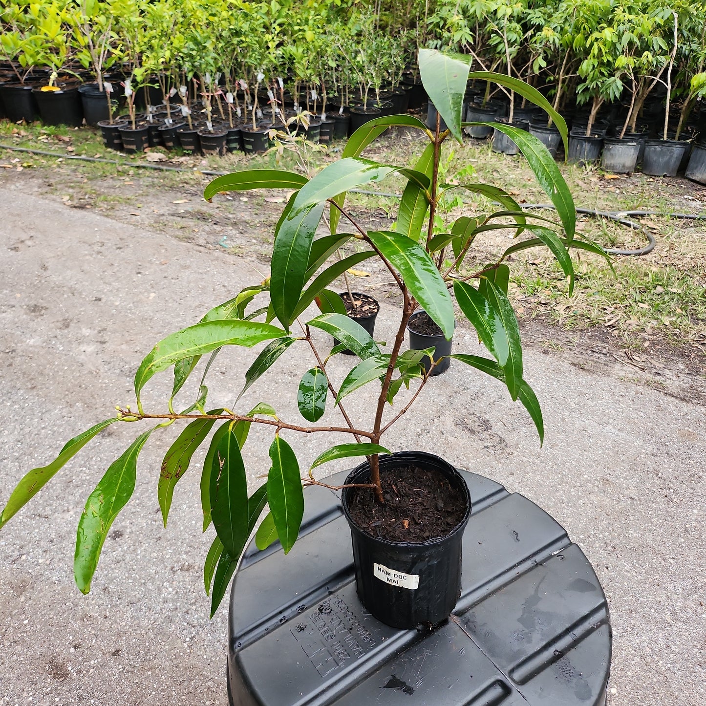 Cây Lý (Syzygium jambos) - $30 shipping