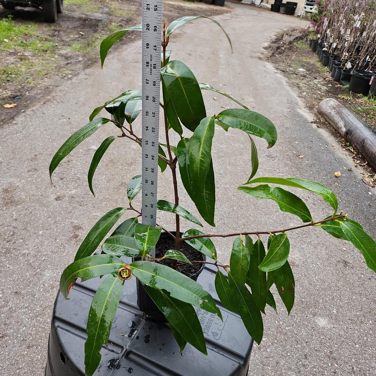 Cây Lý (Syzygium jambos) - $30 shipping