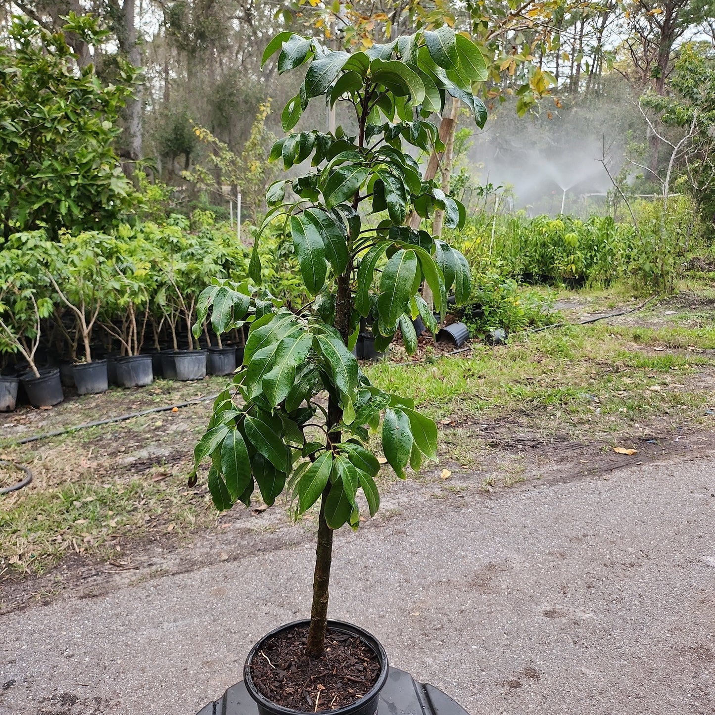 Nhãn Hawaii (Nhãn Xuồng) Longan - $30 shipping