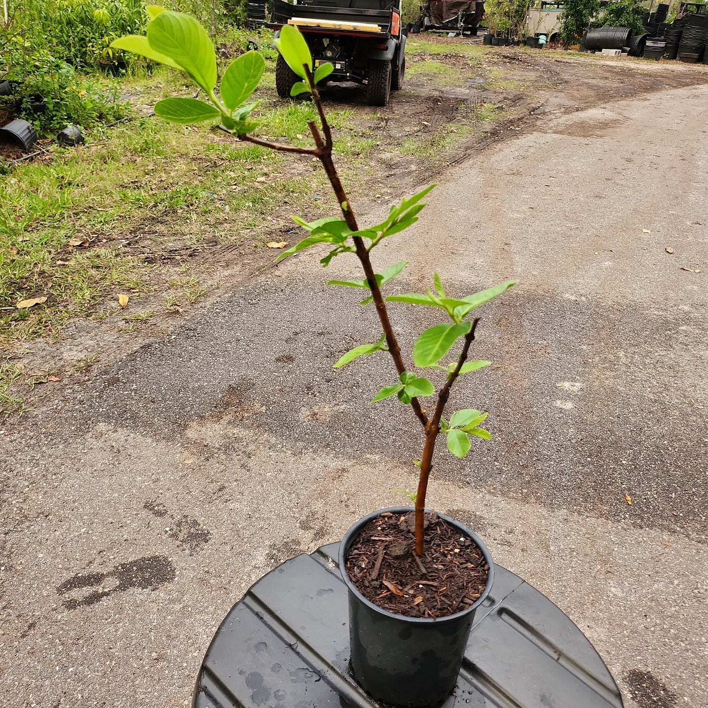 Ổi Nữ Hoàng - cao 20 inches - $30 shipping