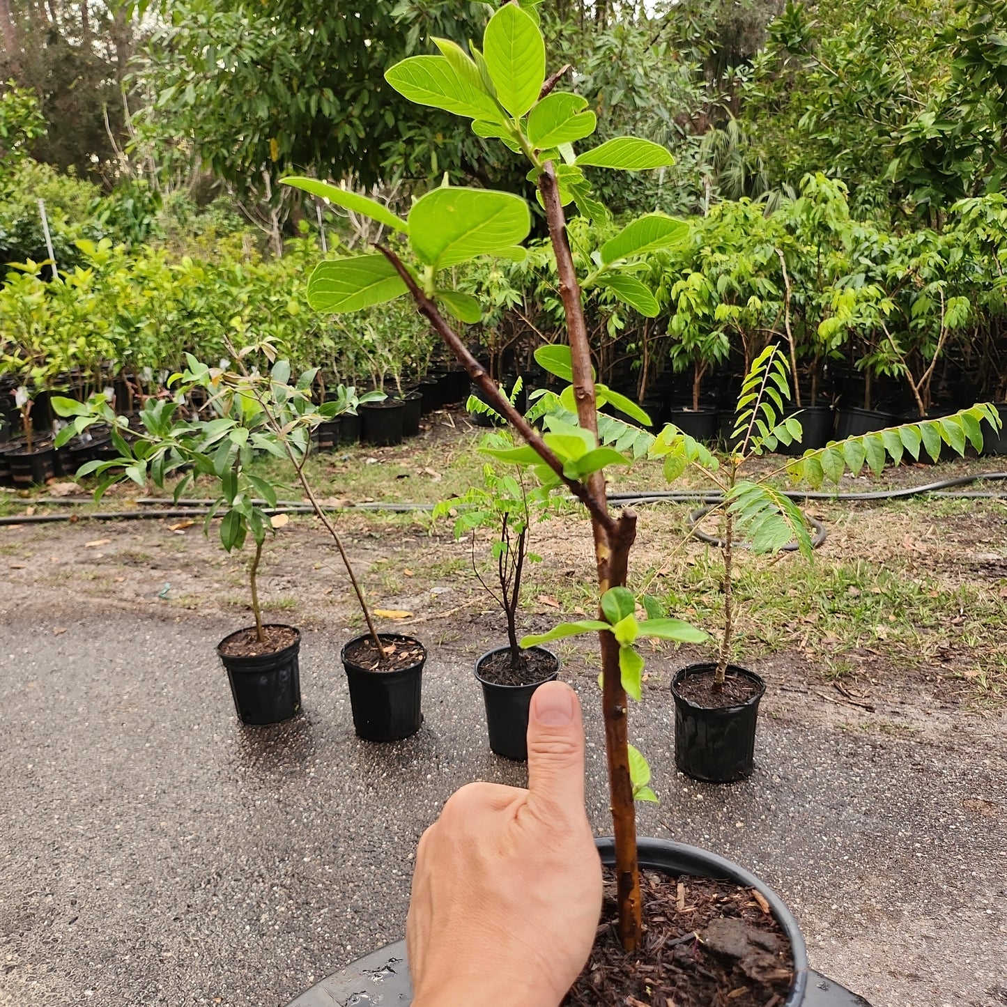 Ổi Nữ Hoàng - cao 20 inches - $30 shipping