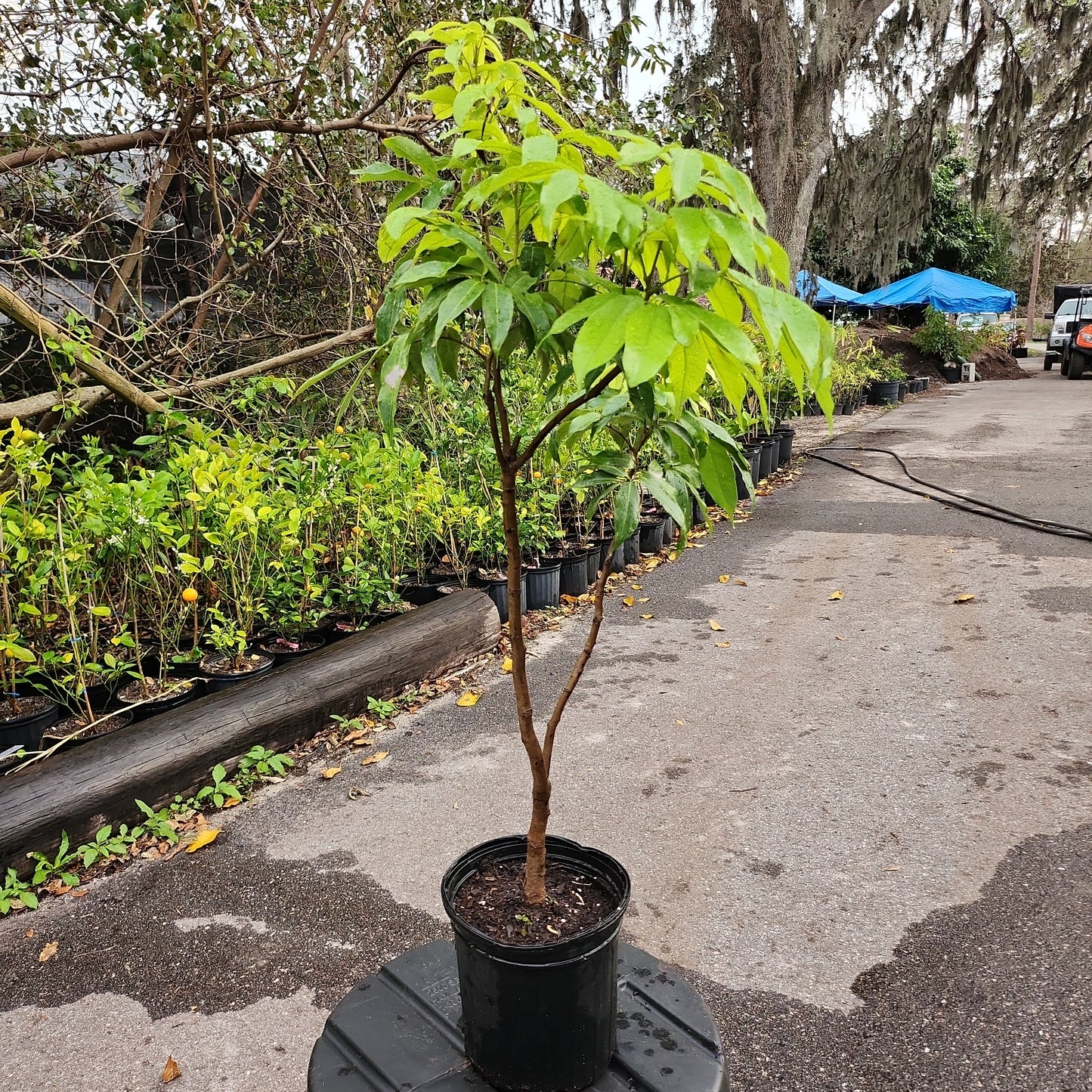 Cây Vải hạt lép (Sweetheart Lychee with small seed) - Cao 2.5 - 3 feet - $30 shipping