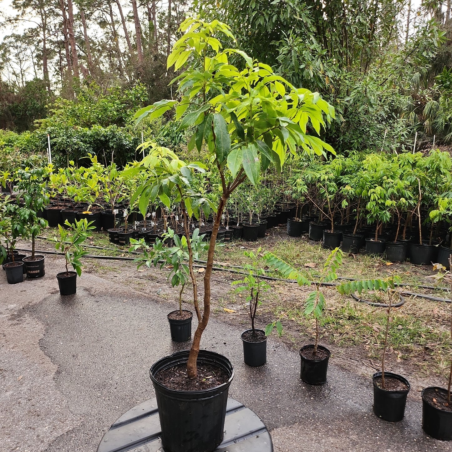 Cây Vải hạt lép (Sweetheart Lychee with small seed) - Cao 2.5 - 3 feet - $30 shipping