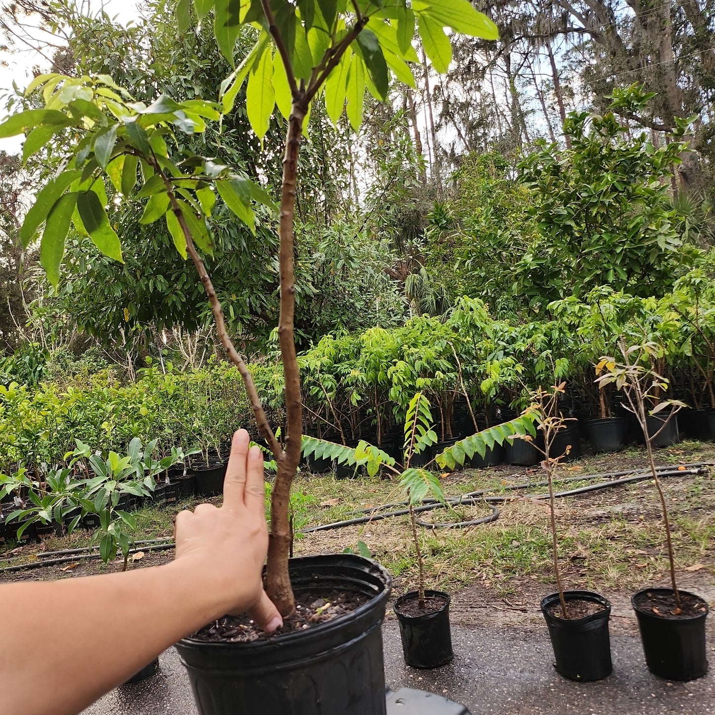 Cây Vải hạt lép (Sweetheart Lychee with small seed) - Cao 2.5 - 3 feet - $30 shipping