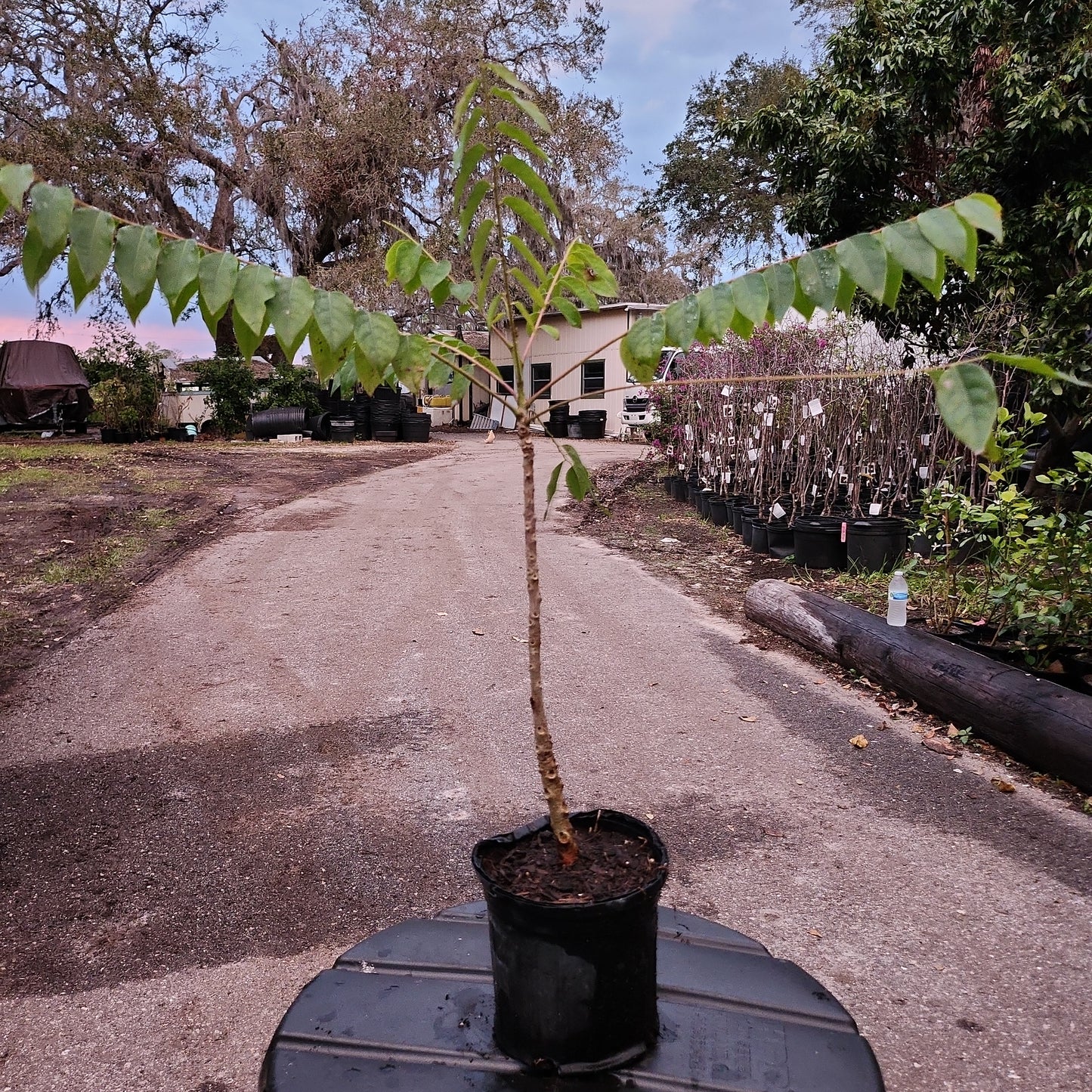 Cây Chùm ruột