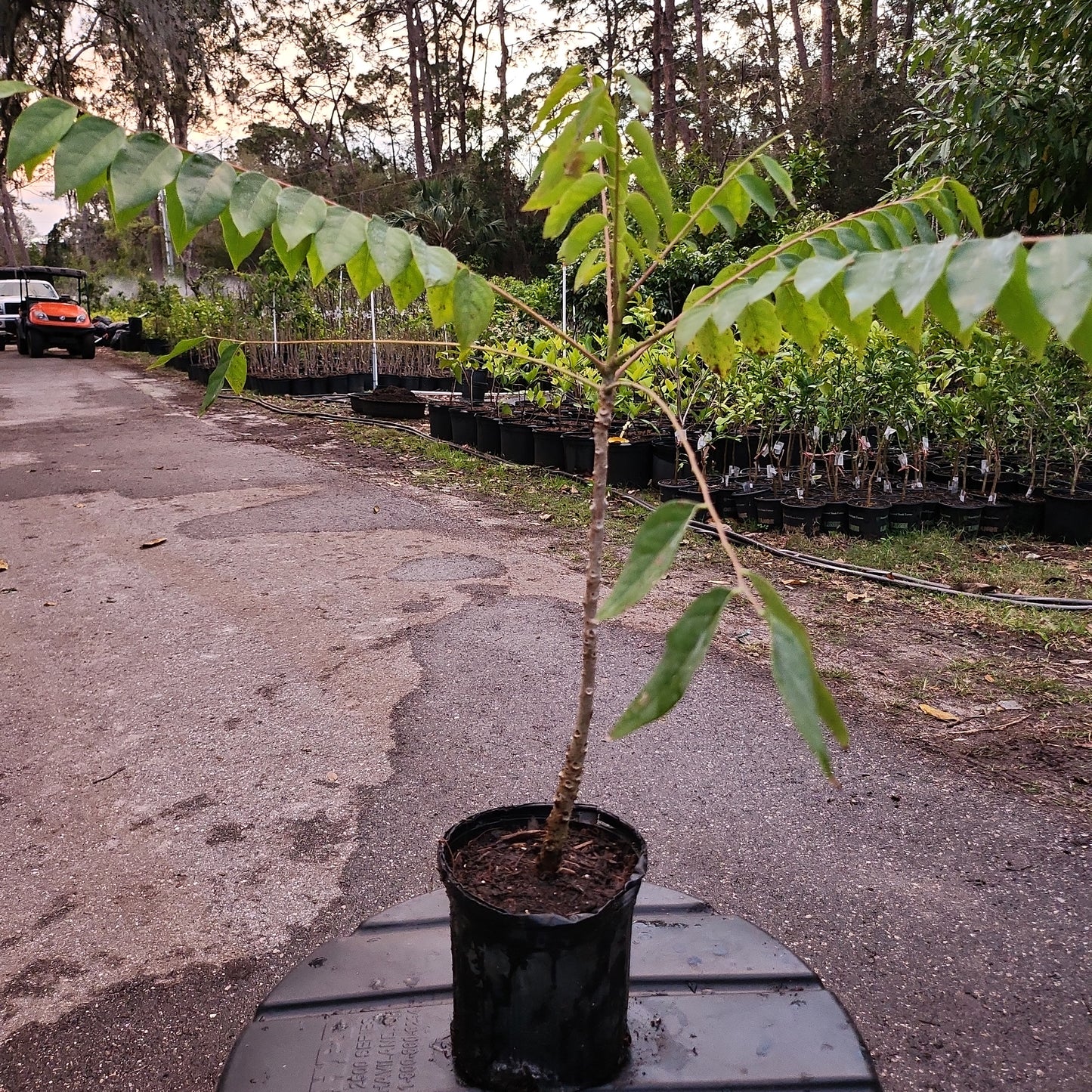 Cây Chùm ruột